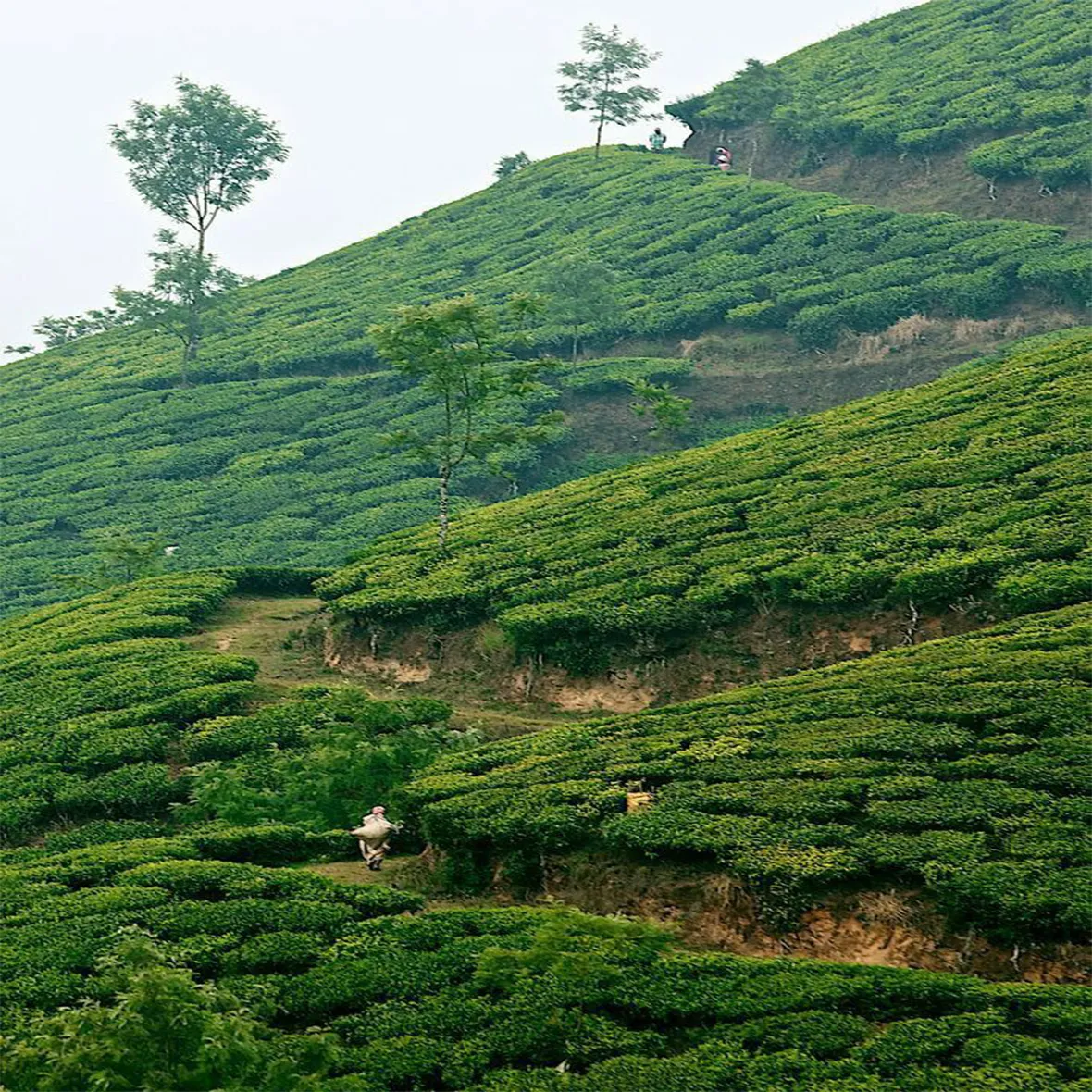 Cochin -Munnar-Cochin
